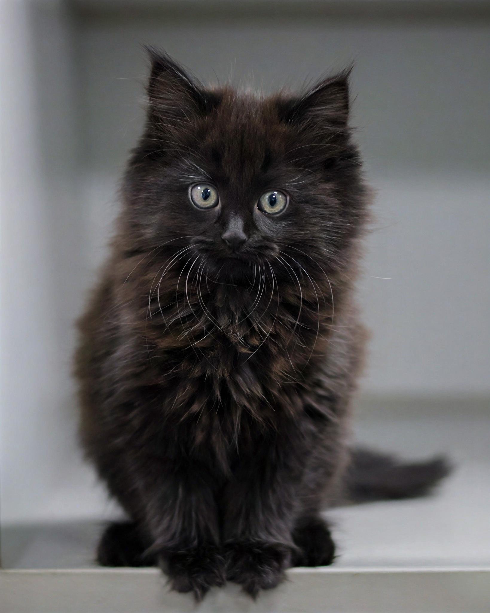 Snowcone, Adoptable, Kitten Female Domestic Medium Hair.