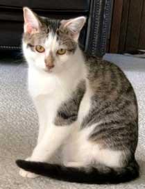 COZY CHESTER, Adoptable, Kitten Male Tabby.