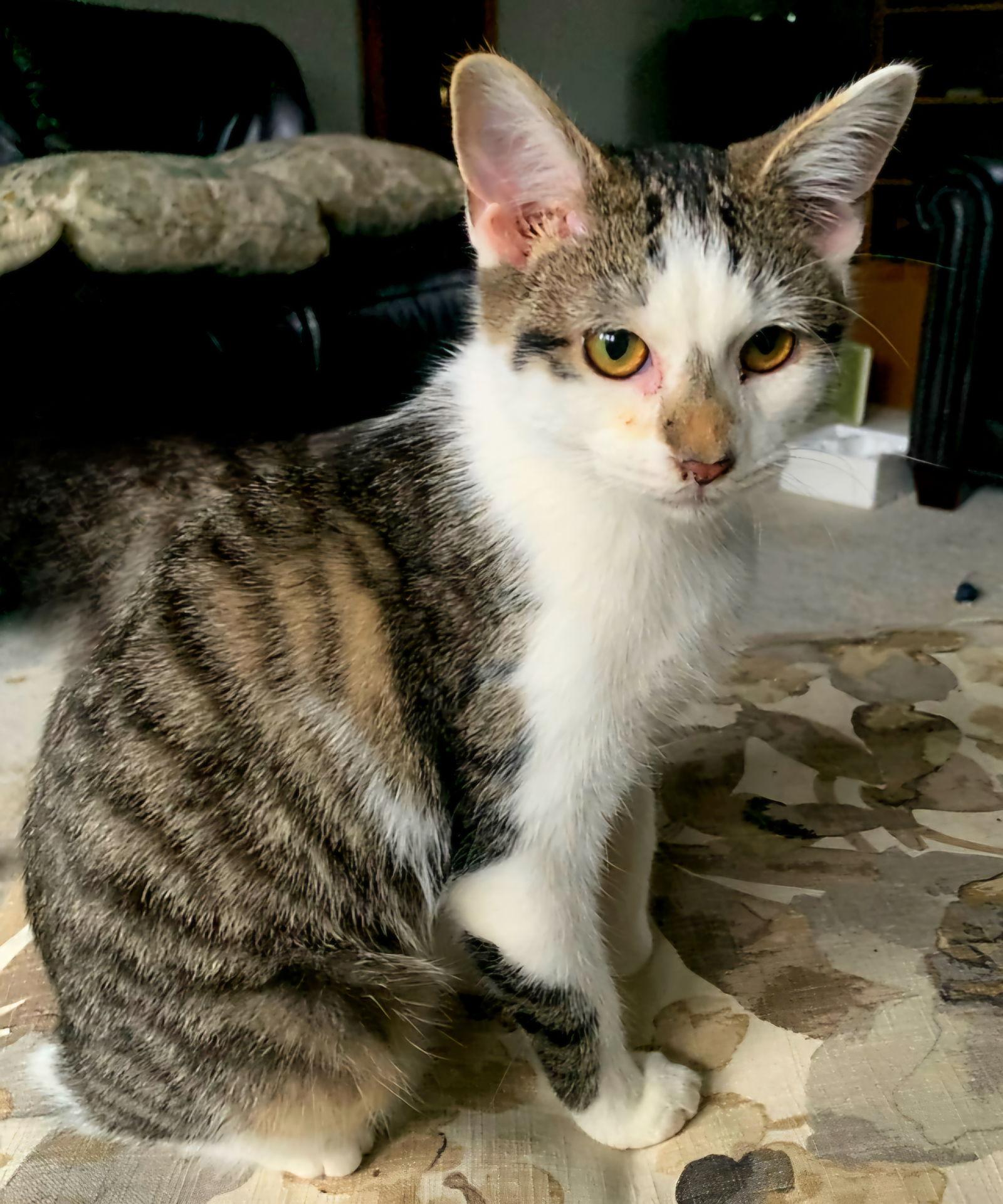 Enlarge COZY CHESTER, a Adoptable Tabby in Franklin, TN image 2/3