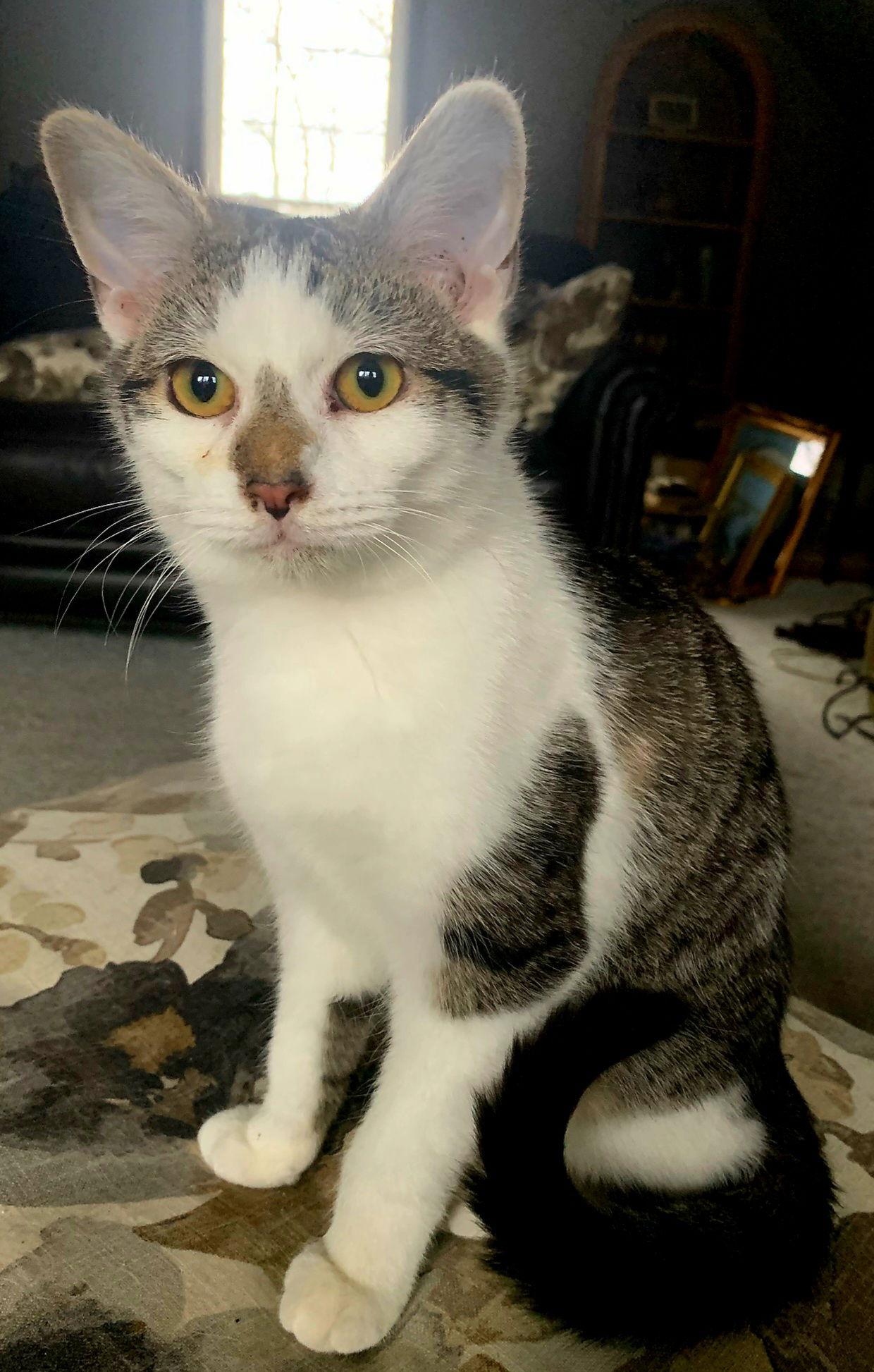 Enlarge COZY CHESTER, a Adoptable Tabby in Franklin, TN image 3/3