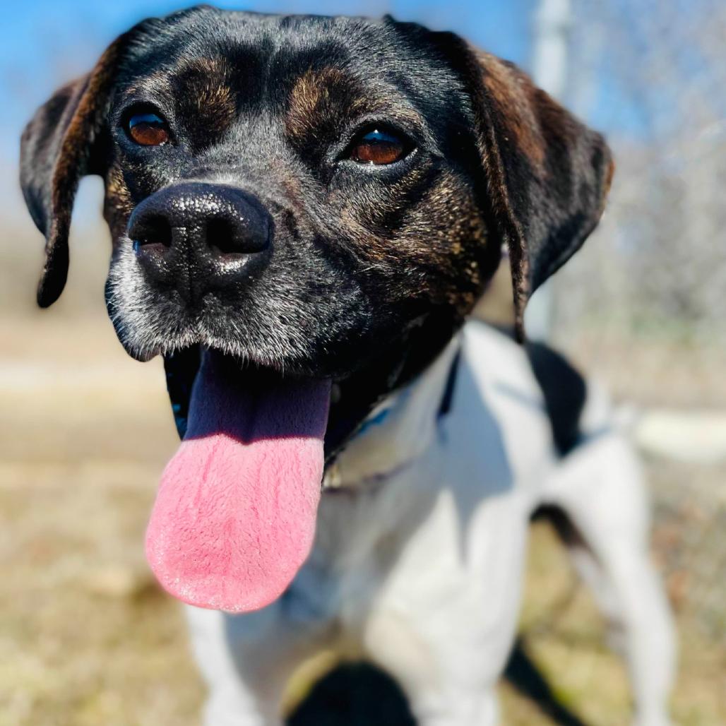 Ruffus, Adoptable, Adult Male English Pointer & Beagle.