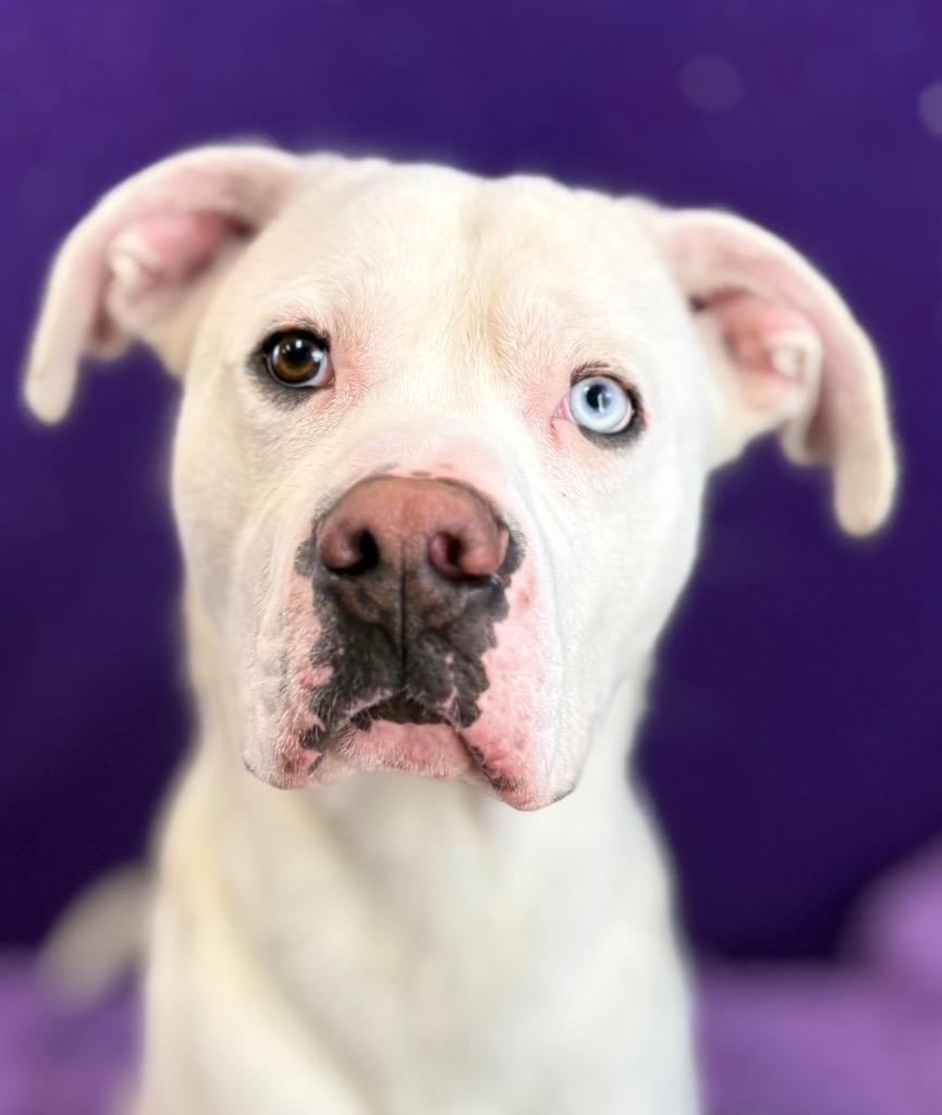 Enlarge Vanilla, a Adoptable Pit Bull Terrier in Nacogdoches, TX image 1/5