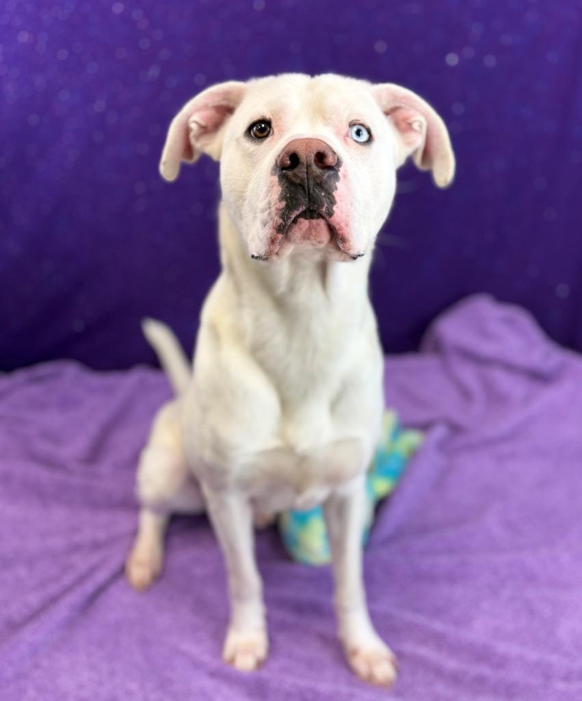 Enlarge Vanilla, a Adoptable Pit Bull Terrier in Nacogdoches, TX image 2/5