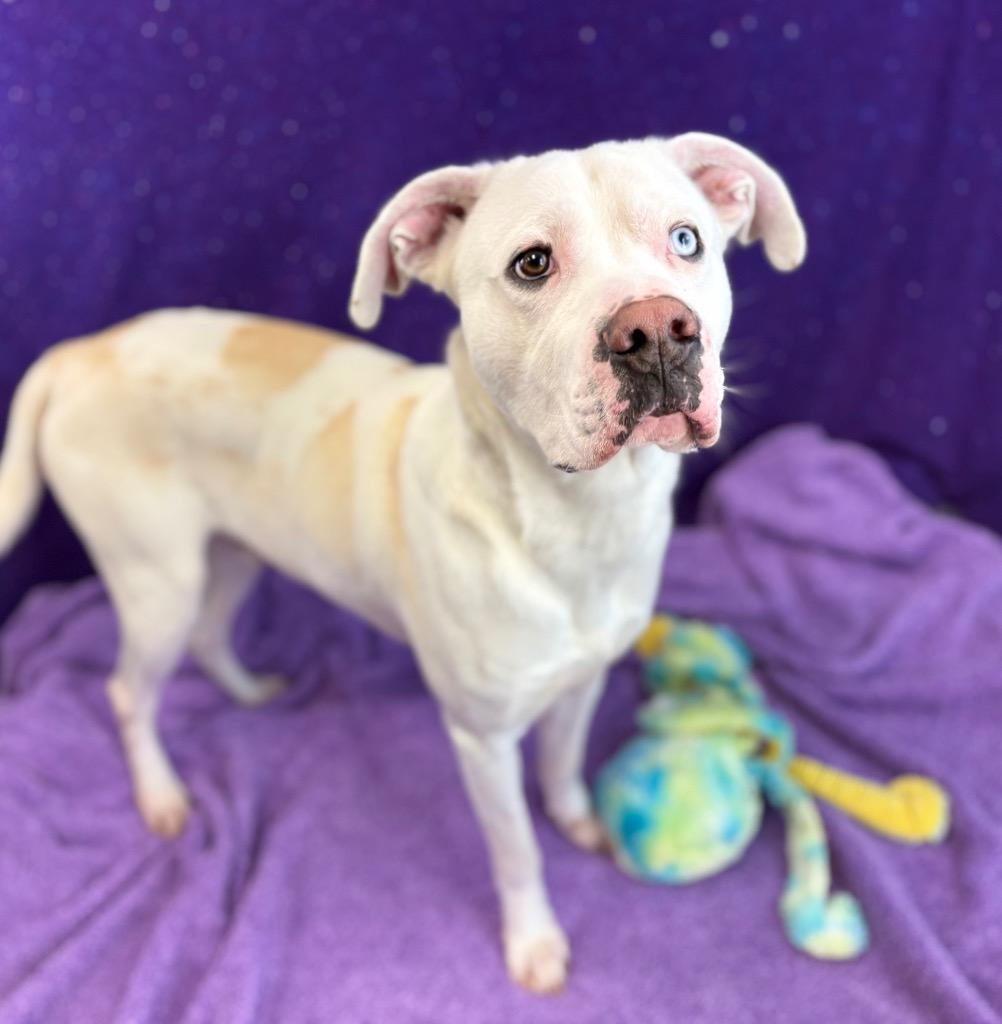 Enlarge Vanilla, a Adoptable Pit Bull Terrier in Nacogdoches, TX image 3/5