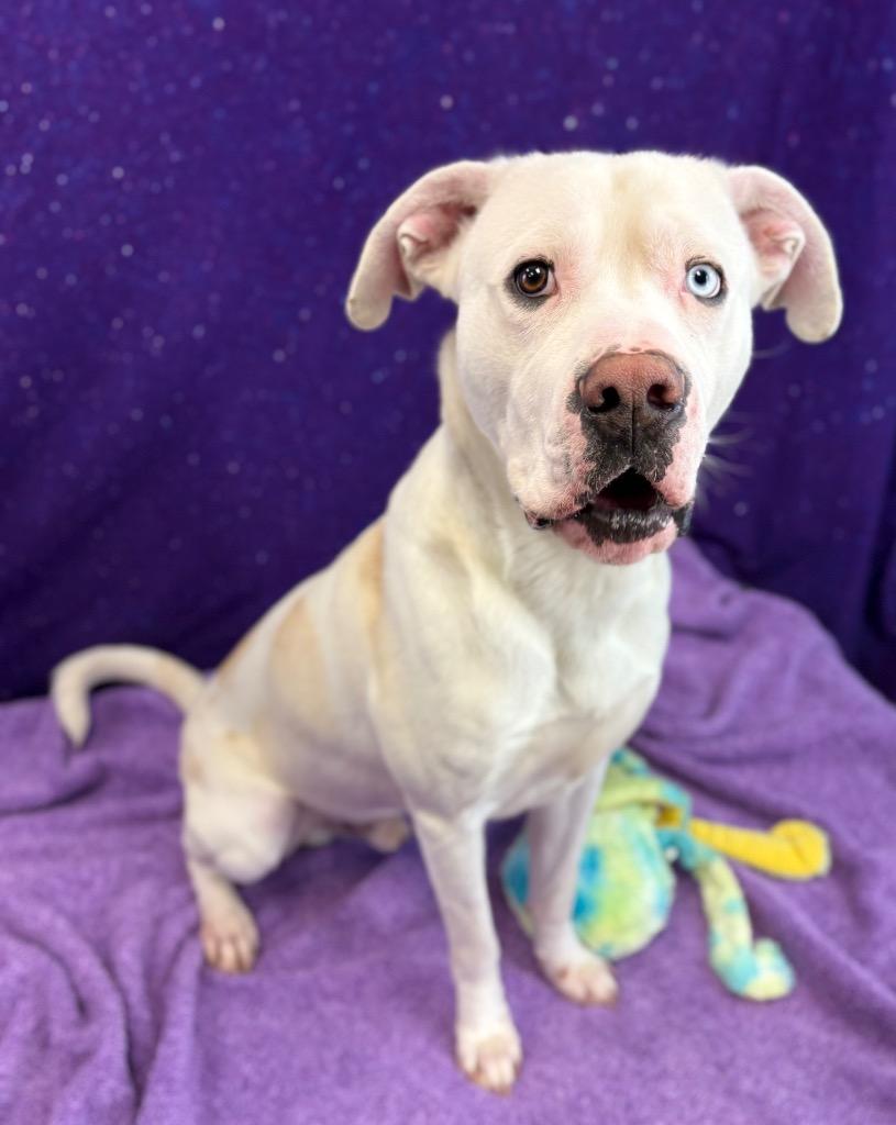 Enlarge Vanilla, a Adoptable Pit Bull Terrier in Nacogdoches, TX image 4/5