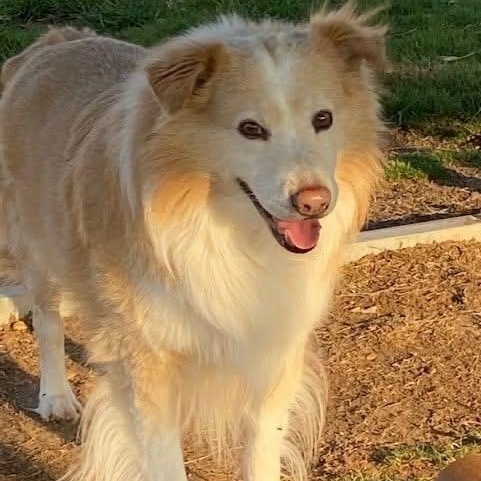 Nala bonded with Morgan — thumbnail 2