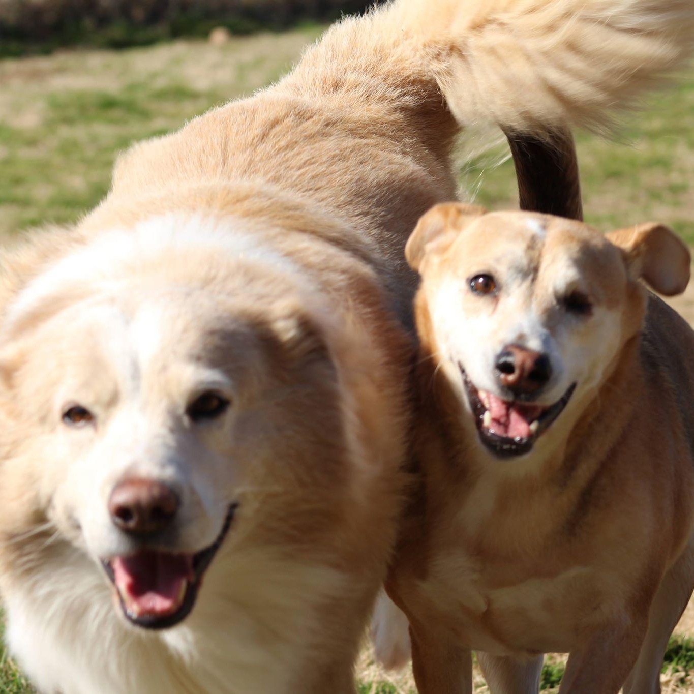 Enlarge Nala bonded with Morgan, a Adoptable Mixed Breed in Southaven , MS image 3/6