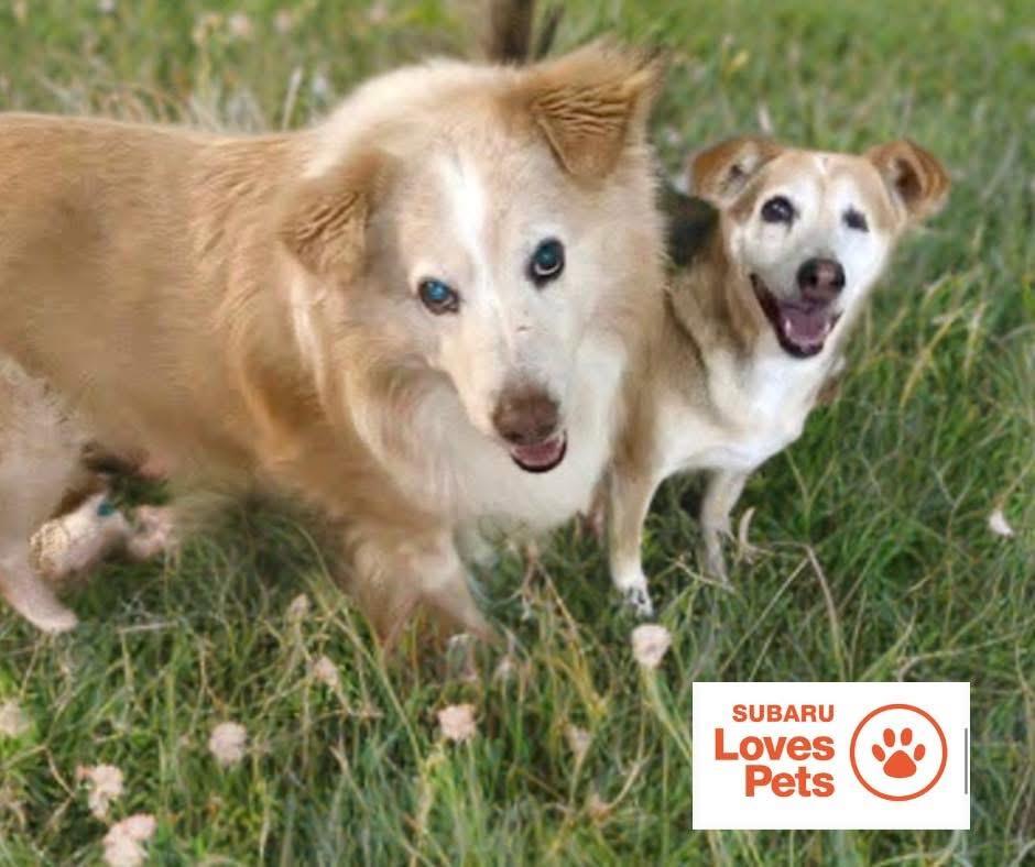 Enlarge Nala bonded with Morgan, a Adoptable Mixed Breed in Southaven , MS image 5/6