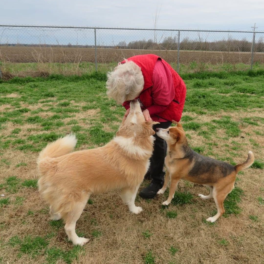 Enlarge Nala bonded with Morgan, a Adoptable Mixed Breed in Southaven , MS image 6/6