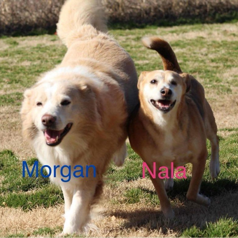 Enlarge Nala bonded with Morgan, a Adoptable Mixed Breed in Southaven , MS image 1/6