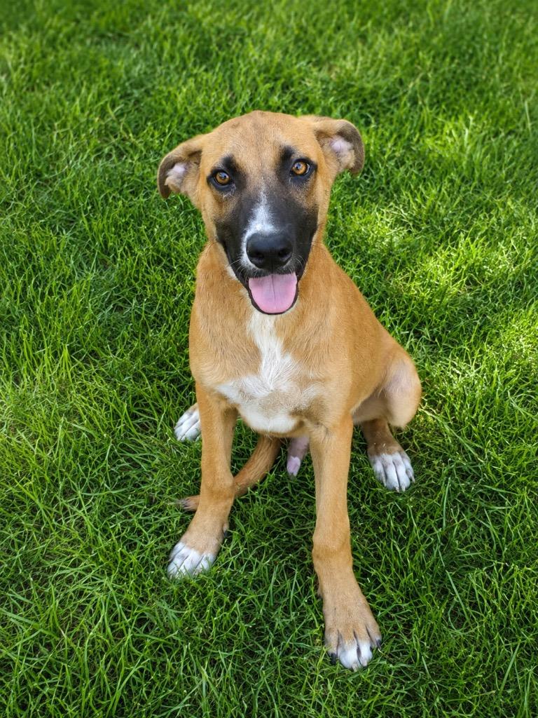 Moose, Adoptable, Puppy Male Black Mouth Cur.