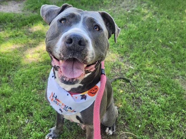 Enlarge LACE, a Adoptable Pit Bull Terrier in Mesa, AZ image 1/1