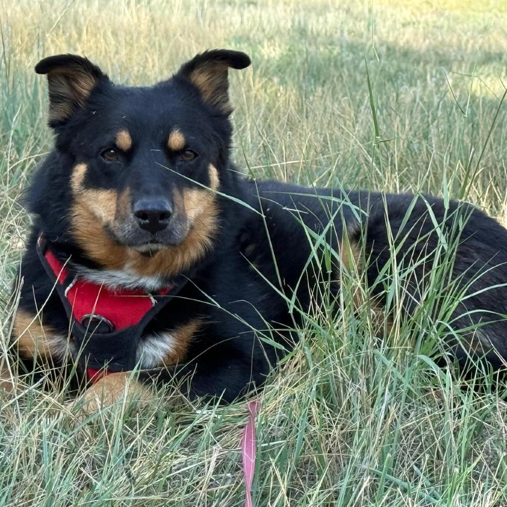 949 (2026) Riley, Adoptable, Adult Female Australian Shepherd & Mixed Breed.