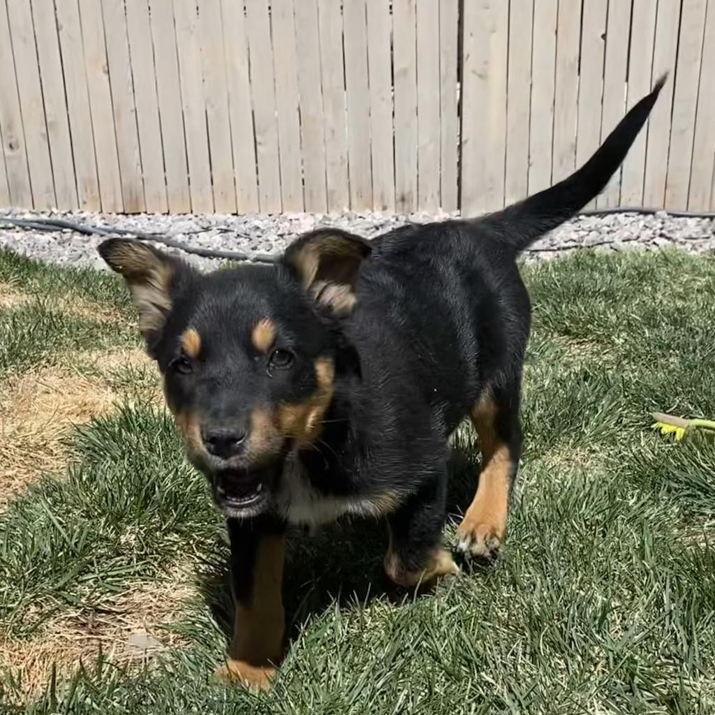 949 (2026) Riley, a Adoptable mixed breed in Parker, CO image 2/4