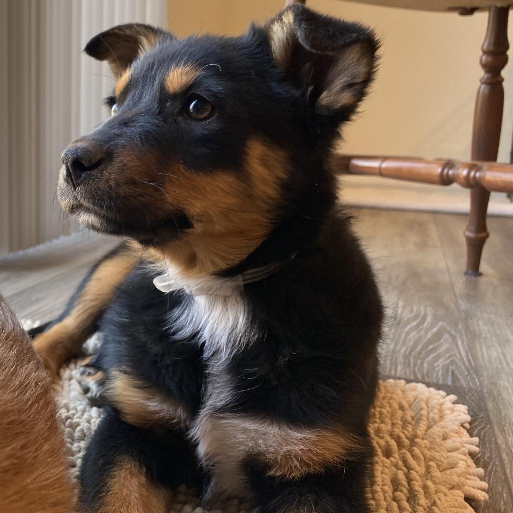 949 (2026) Riley, a Adoptable mixed breed in Parker, CO image 3/4