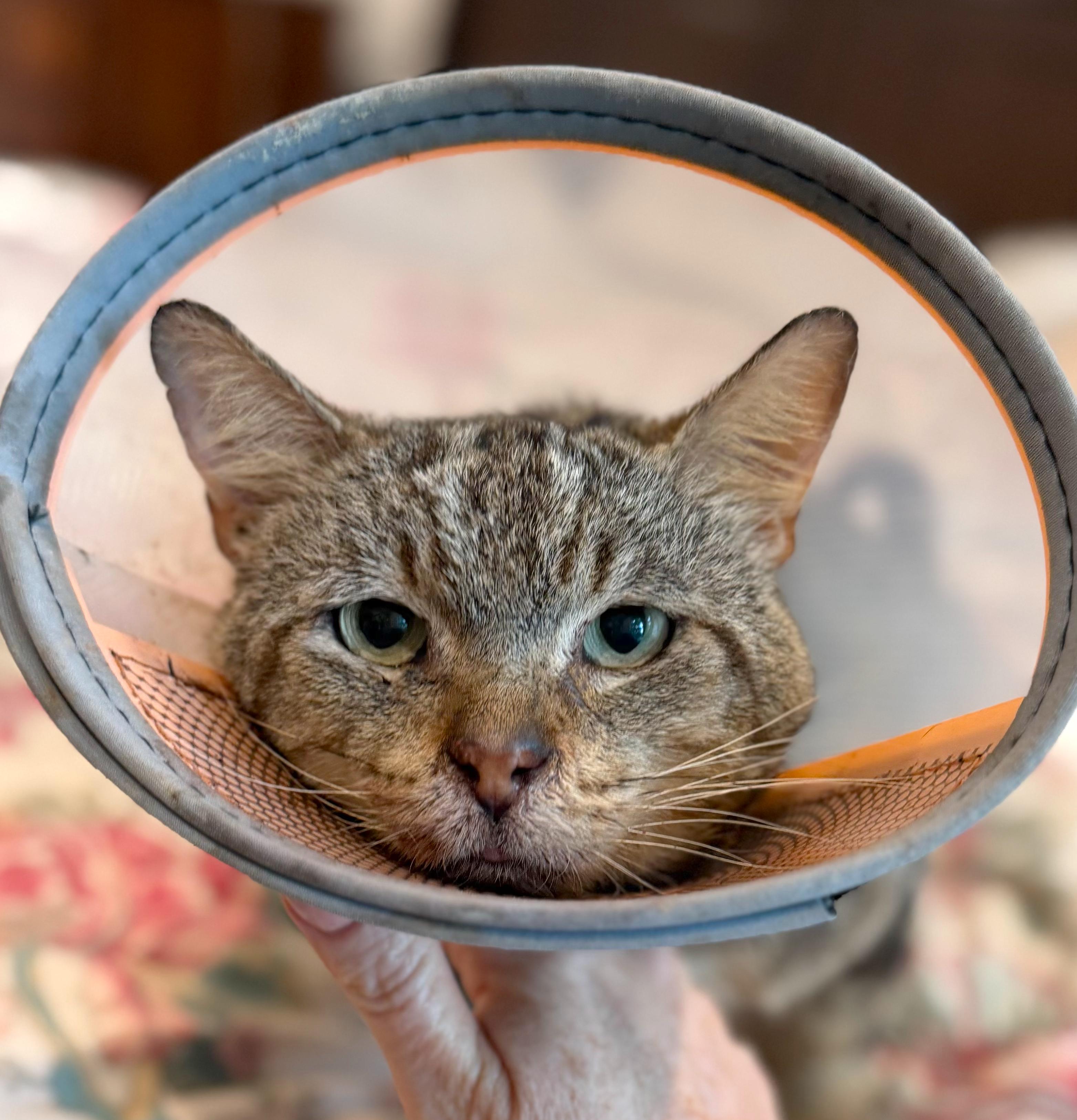 Play Yard Jon, a ADOPTABLE Tabby in Hilton Head Island, SC image 3/4