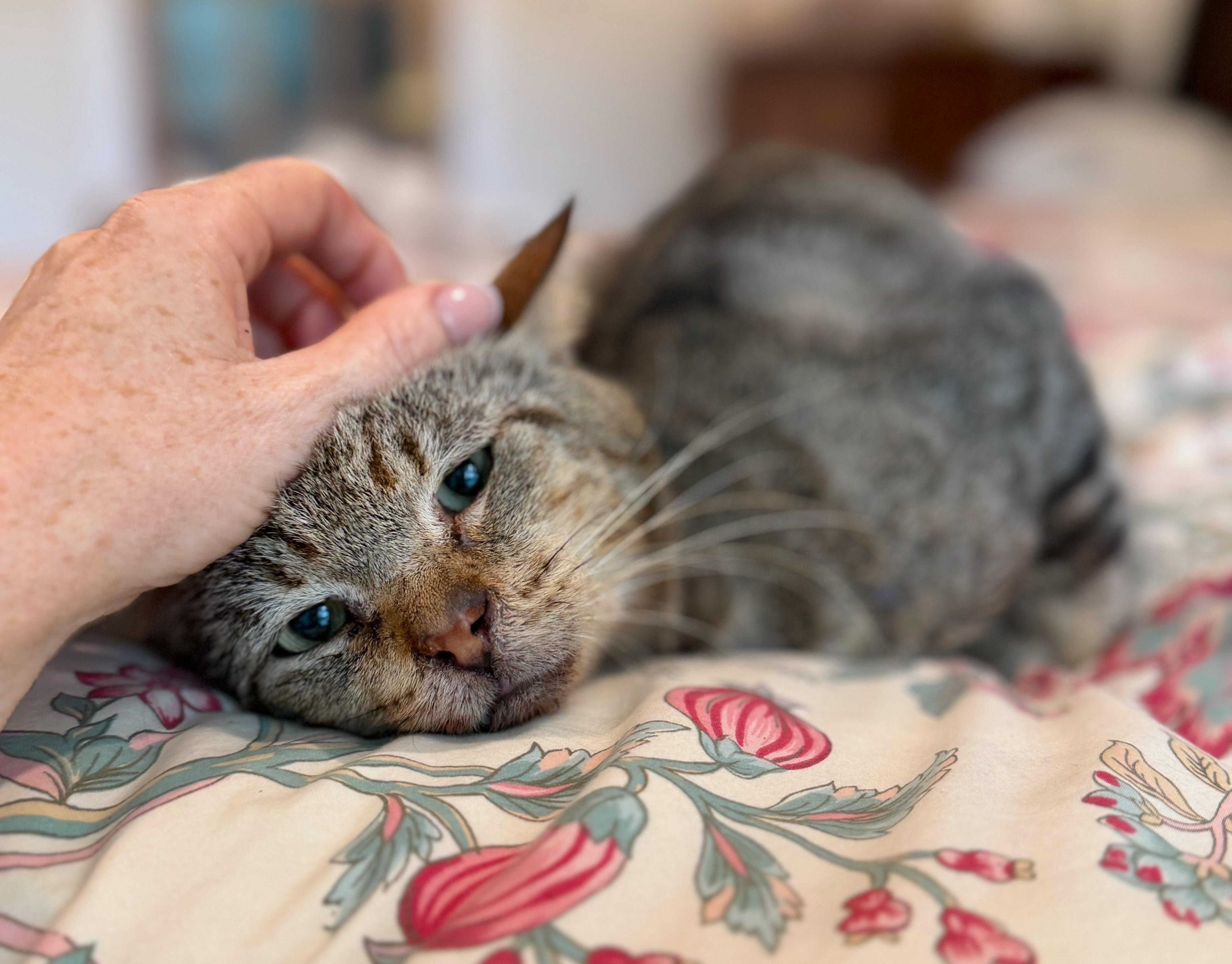 Play Yard Jon, a ADOPTABLE Tabby in Hilton Head Island, SC image 2/4