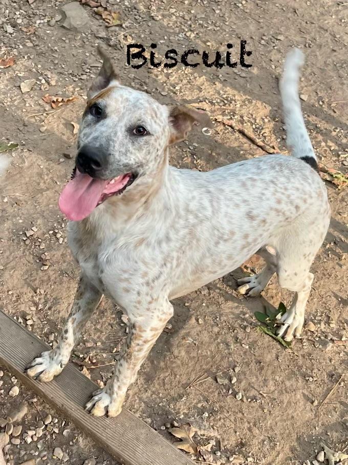 Enlarge Biscuit, a Adoptable mixed breed in East Hartford, CT image 2/3