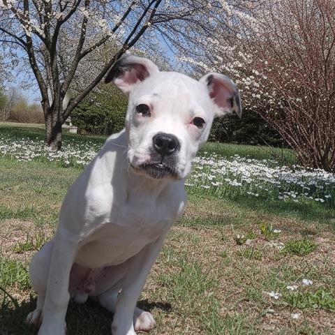 Enlarge ROOKIE, a Adoptable mixed breed in Clinton Township, MI image 1/1
