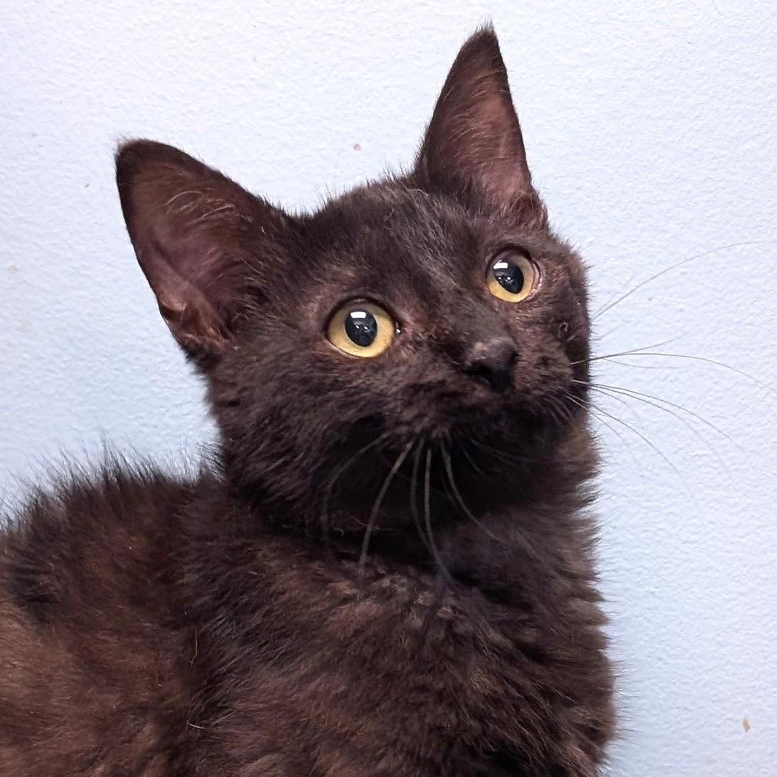 Munch, ADOPTABLE, Kitten Male Domestic Short Hair.