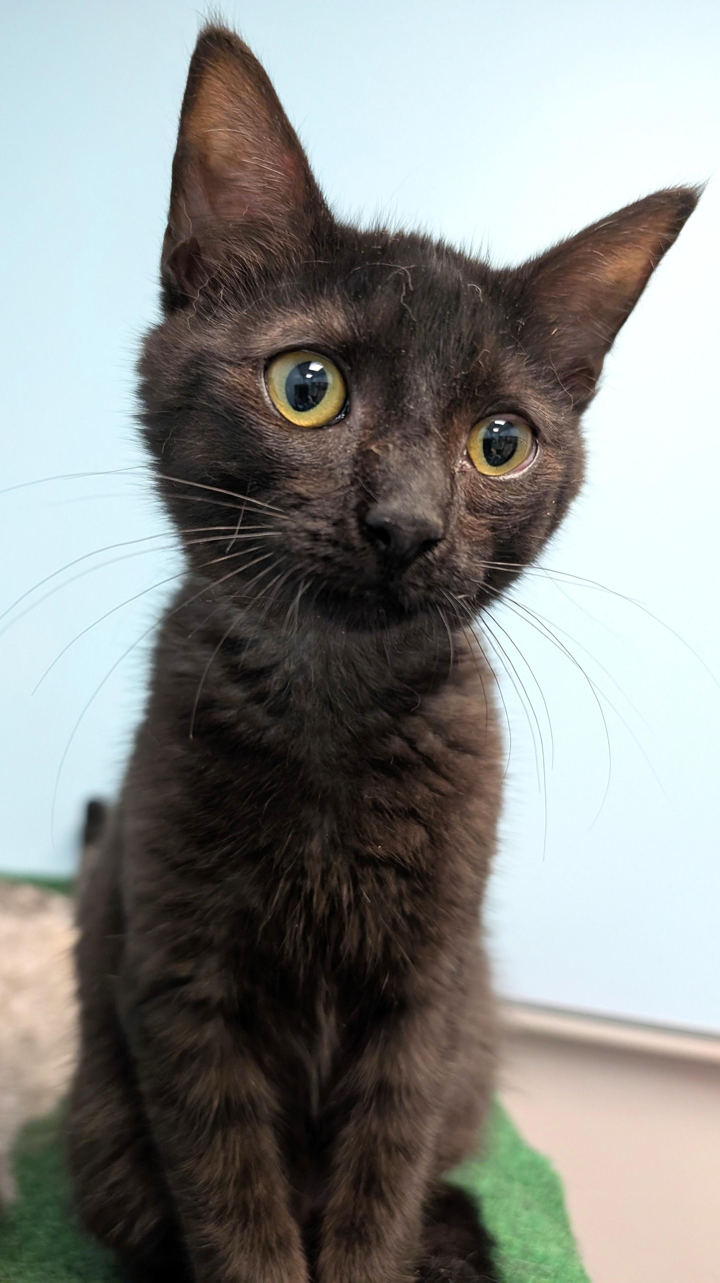 Enlarge Munch, an adopted Domestic Short Hair in Smithfield, NC image 6/6