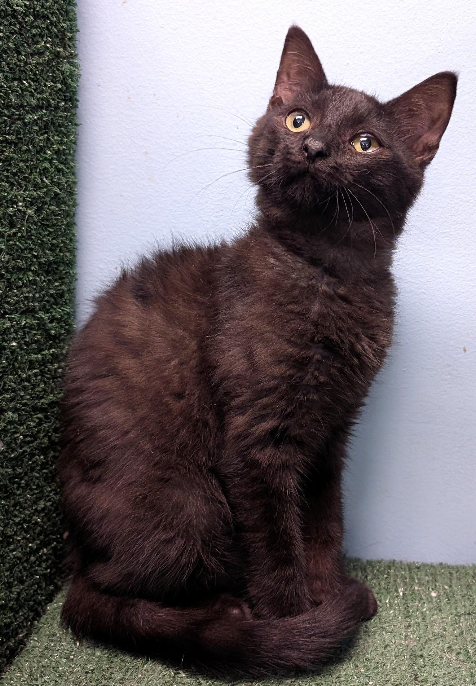 Enlarge Munch, an adopted Domestic Short Hair in Smithfield, NC image 3/6