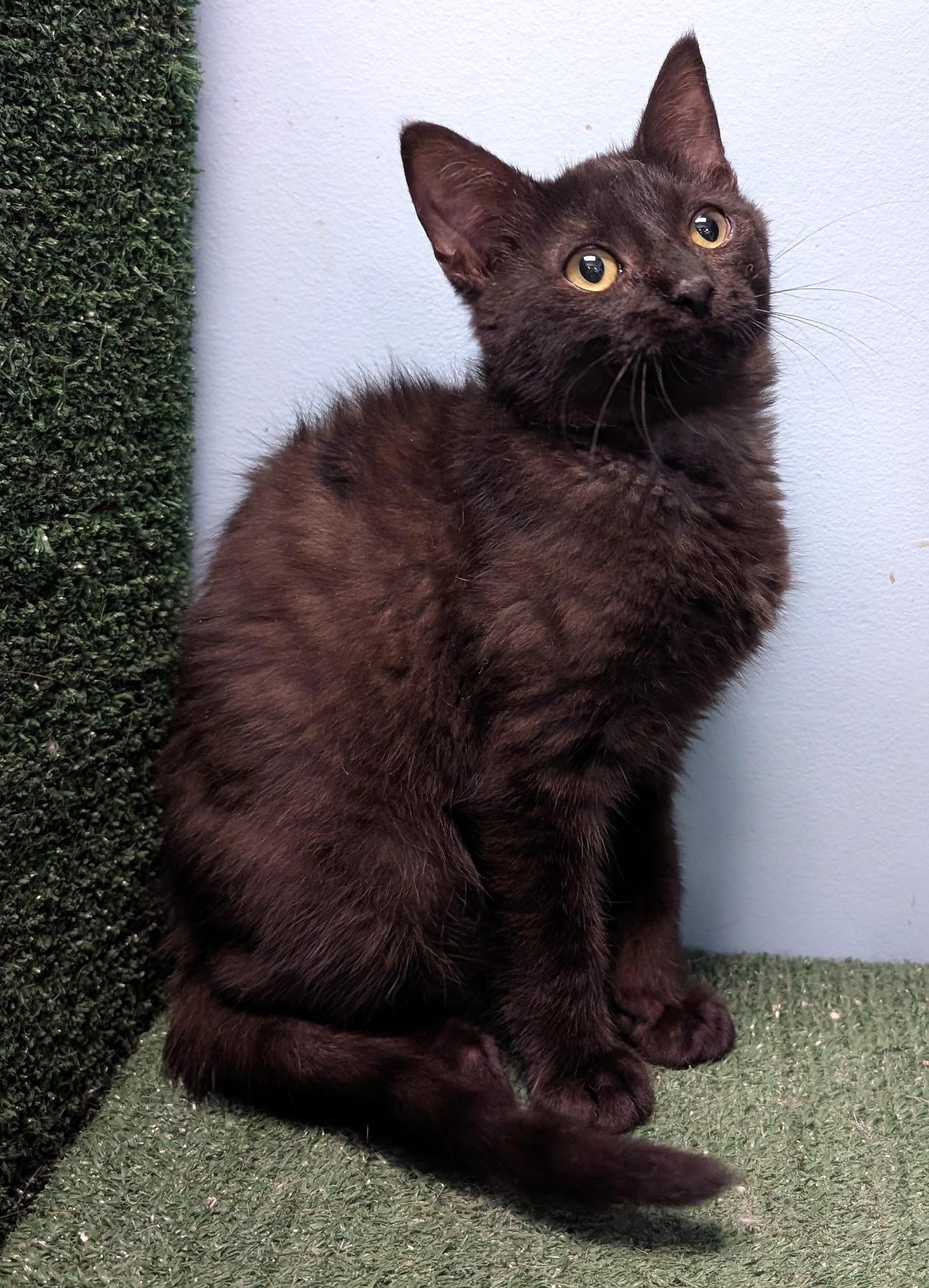 Enlarge Munch, an adopted Domestic Short Hair in Smithfield, NC image 2/6