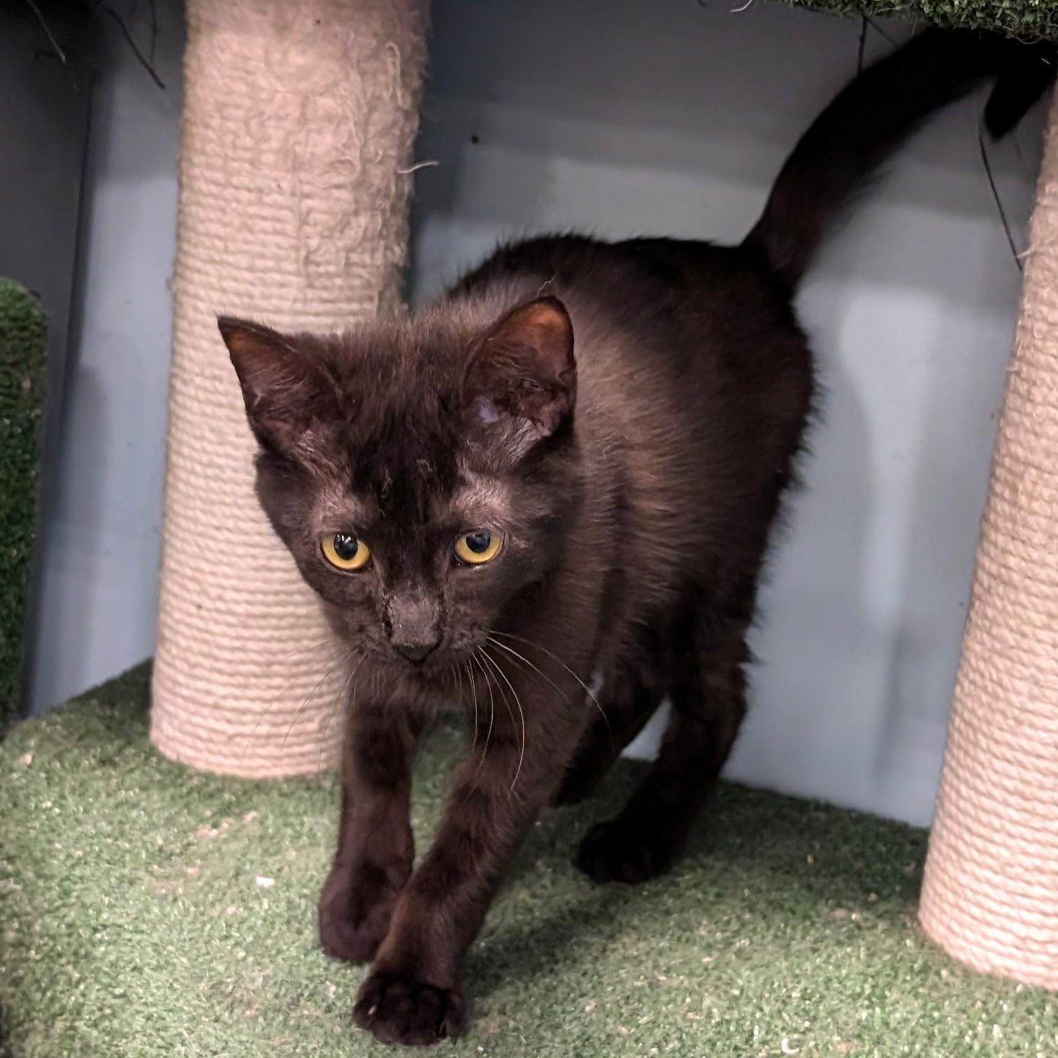 Enlarge Munch, an adopted Domestic Short Hair in Smithfield, NC image 5/6