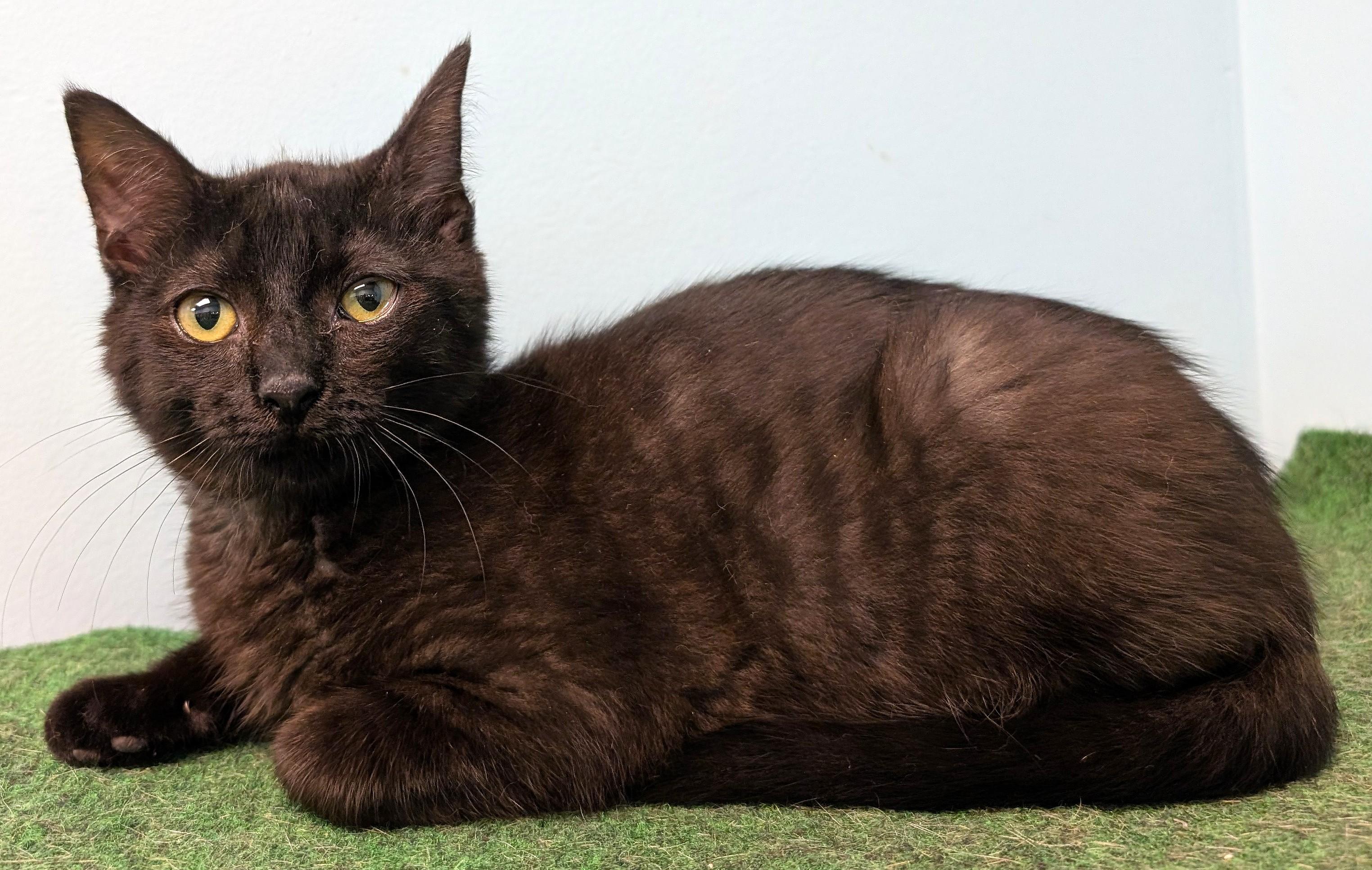 Enlarge Munch, an adopted Domestic Short Hair in Smithfield, NC image 4/6