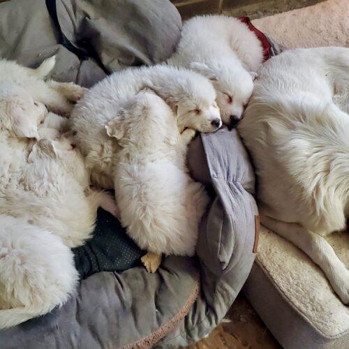 Enlarge Artica, a Adoptable mixed breed in Fishers, IN image 1/3