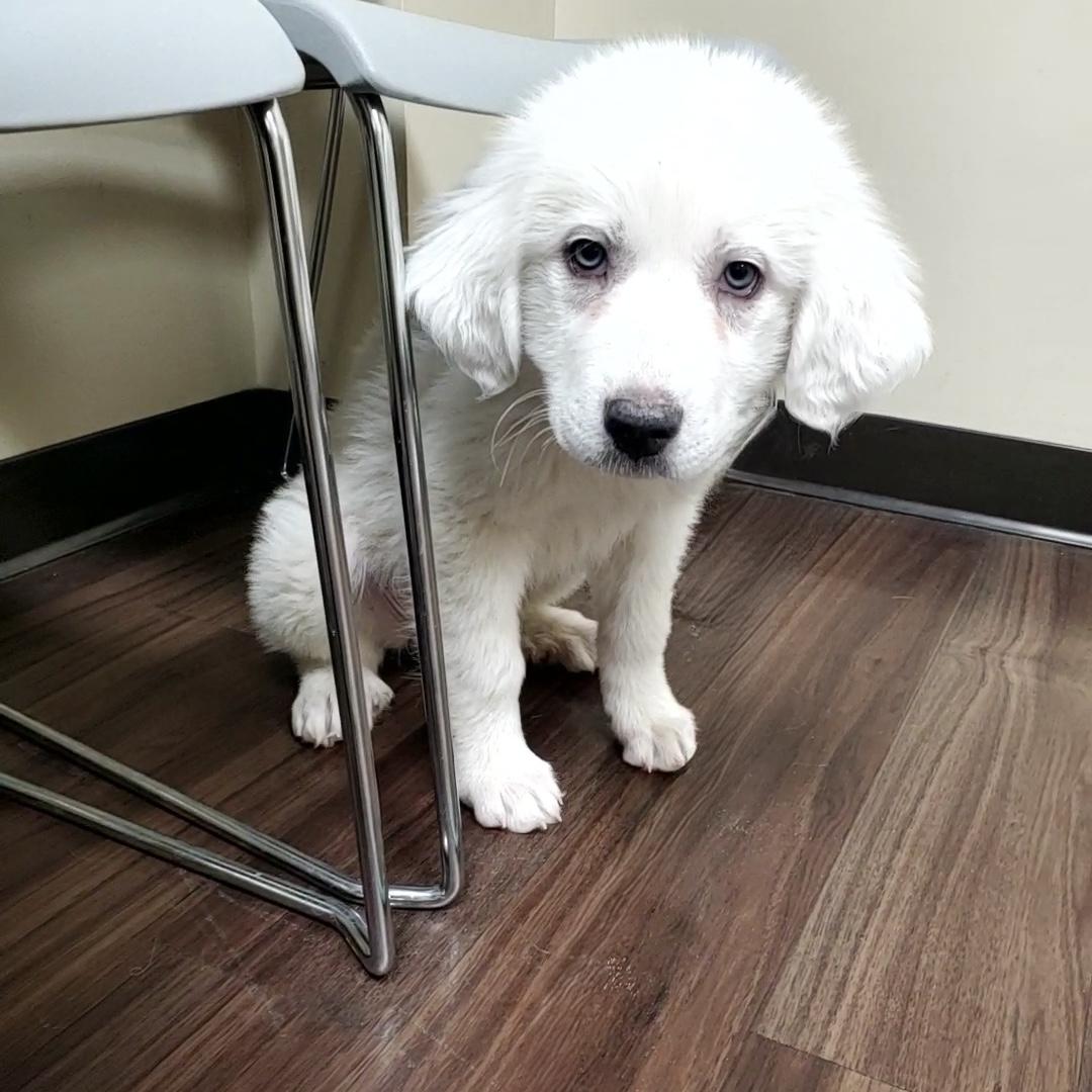 Enlarge Artica, a Adoptable mixed breed in Fishers, IN image 2/3