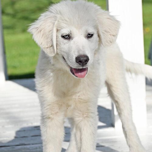 Artica, Adoptable, Puppy Female Great Pyrenees & Mixed Breed.