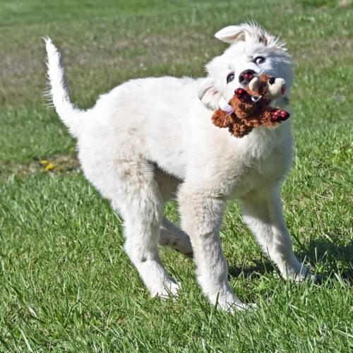 Enlarge Artica, a Adoptable mixed breed in Fishers, IN image 2/4