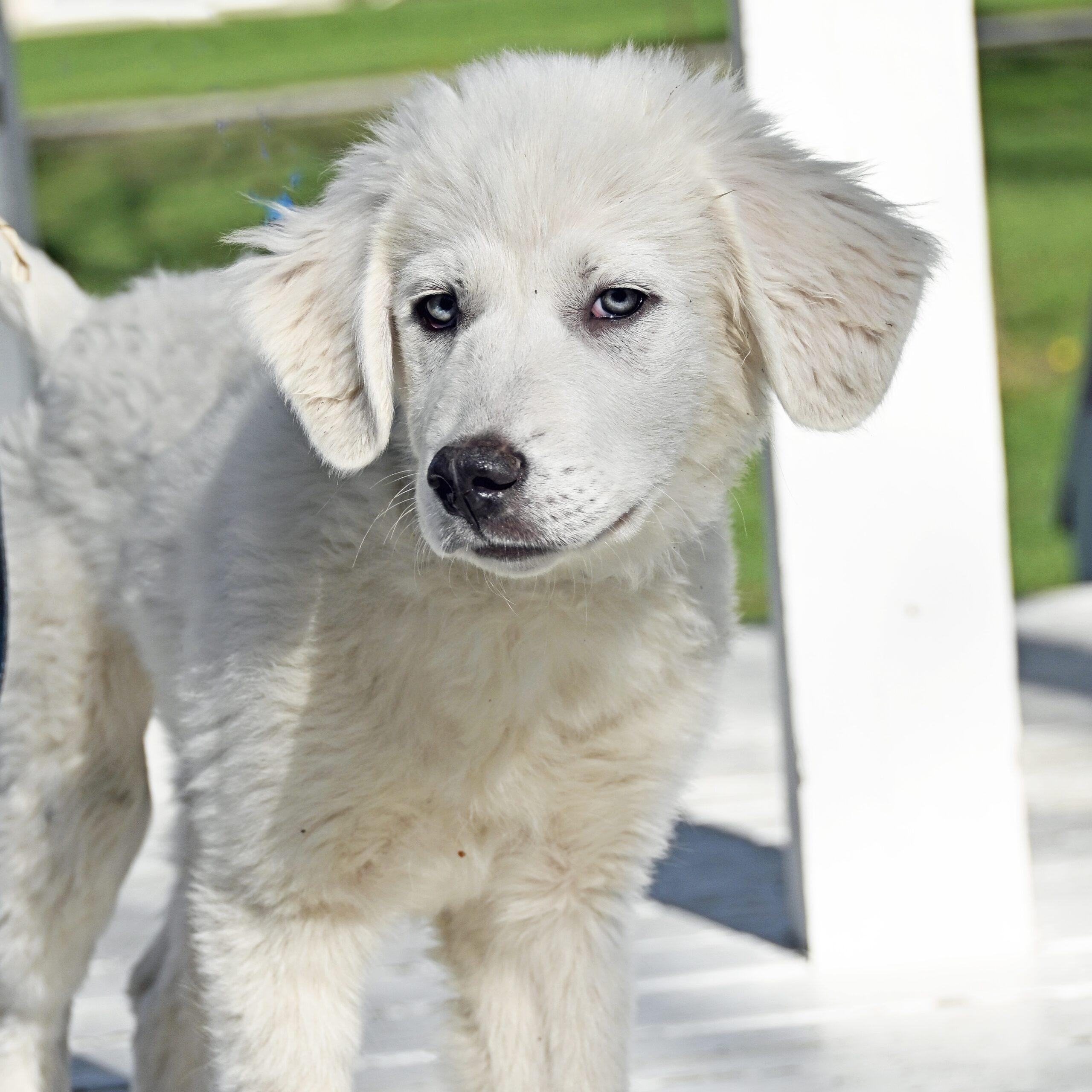 Enlarge Artica, a Adoptable mixed breed in Fishers, IN image 3/4