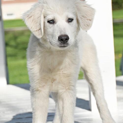 Enlarge Artica, a Adoptable mixed breed in Fishers, IN image 4/4
