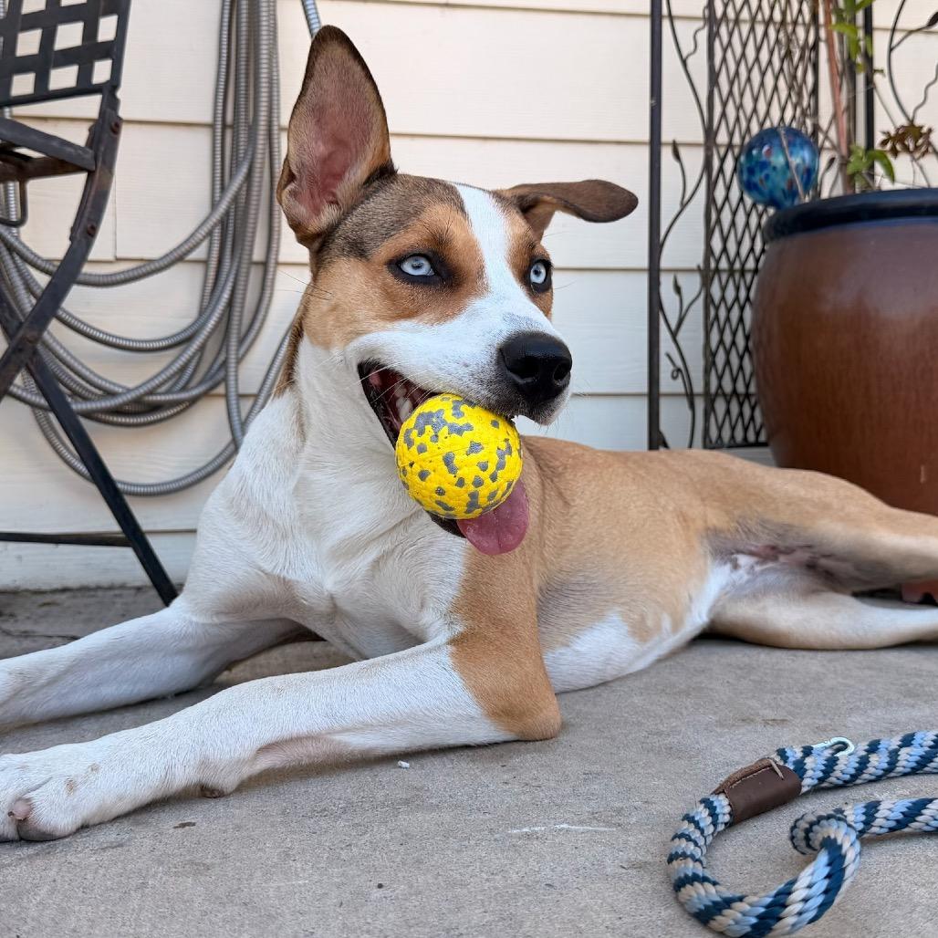 Enlarge Daytona, a Adoptable mixed breed in San Diego, CA image 2/5