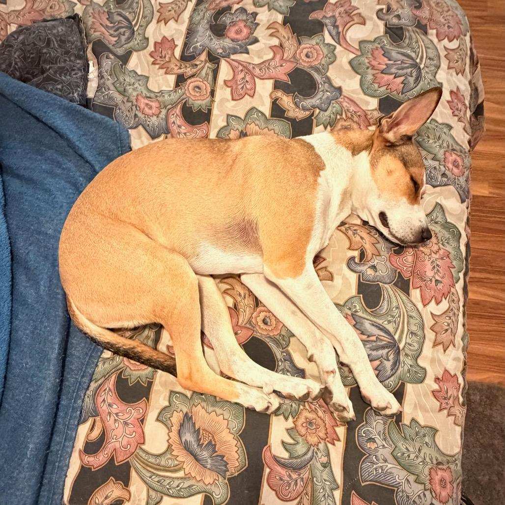 Enlarge Daytona, a Adoptable mixed breed in San Diego, CA image 3/5