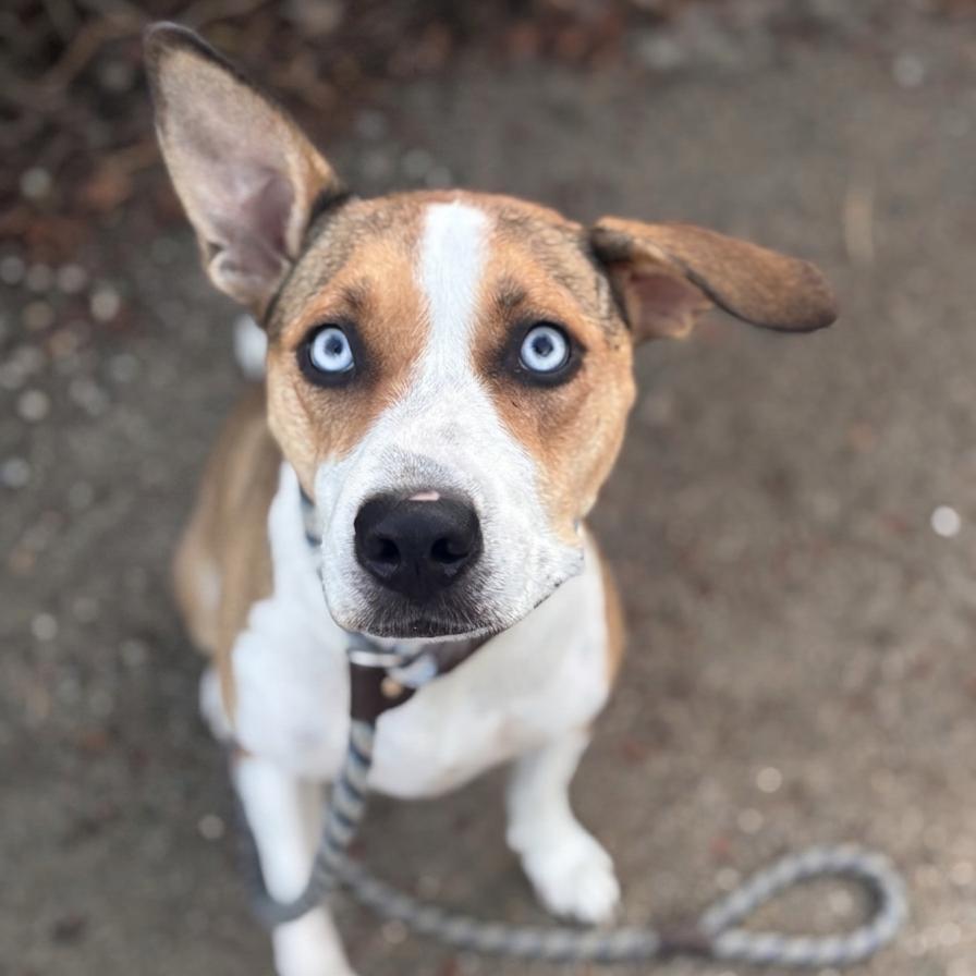 Enlarge Daytona, a Adoptable mixed breed in San Diego, CA image 4/5