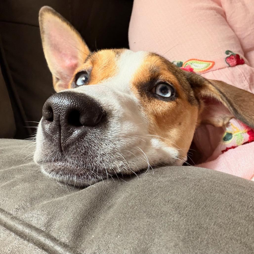 Enlarge Daytona, a Adoptable mixed breed in San Diego, CA image 5/5
