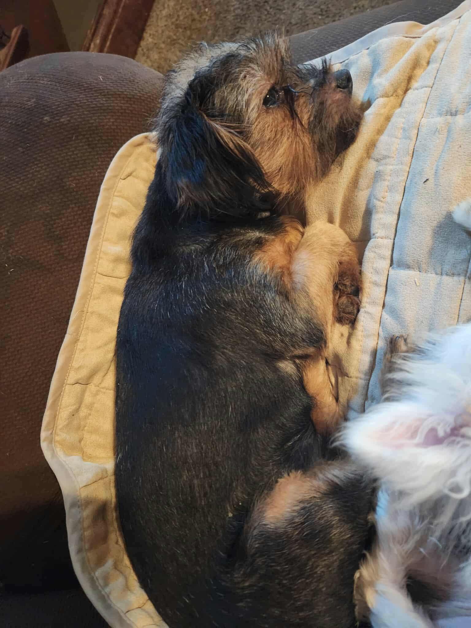 Enlarge Fern, a Adopted mixed breed in Paoli, IN image 1/1