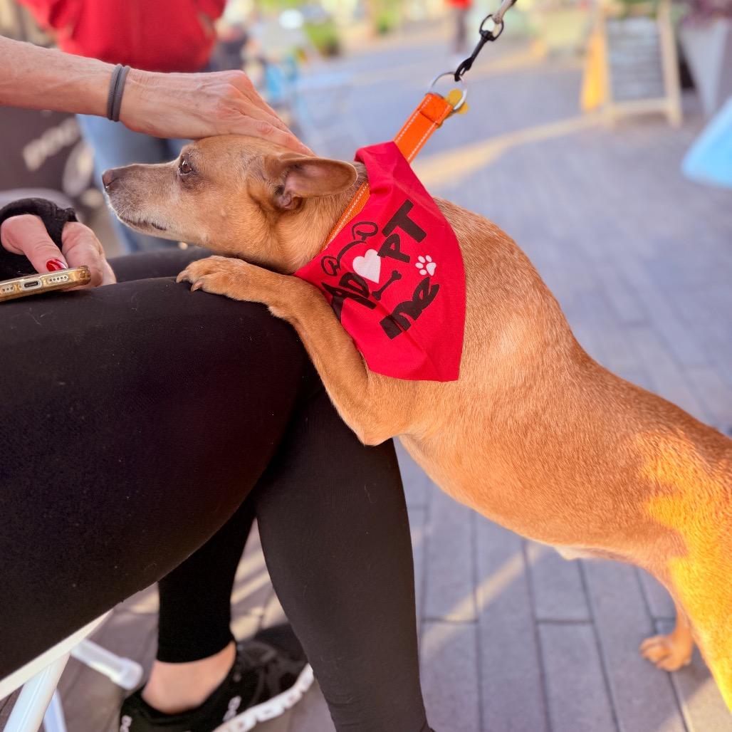 Guerito, Adoptable, Adult Male Chihuahua & Mixed Breed.