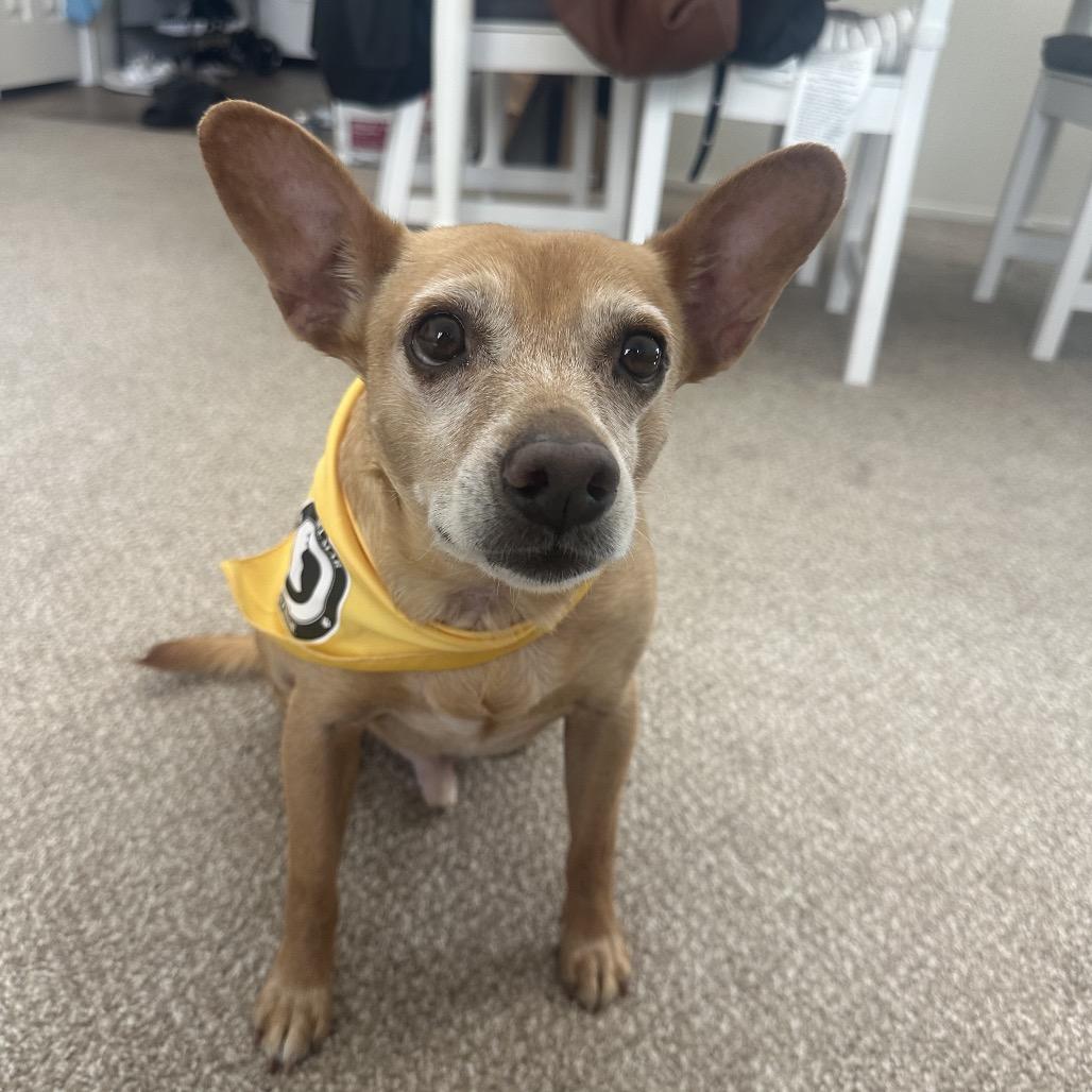 Enlarge Guerito, a Adoptable mixed breed in San Diego, CA image 4/6