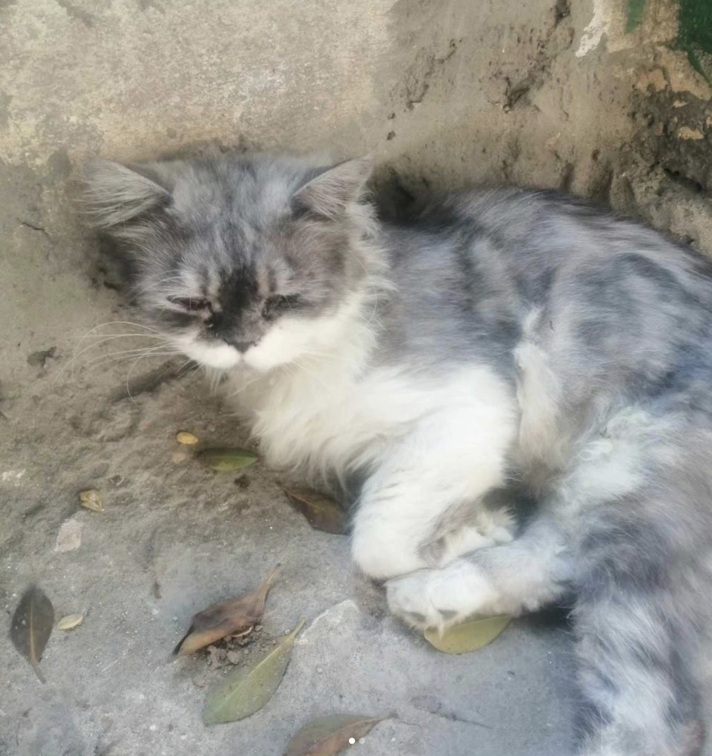 LOKI, Adopted, Young Male Persian & Ragdoll.