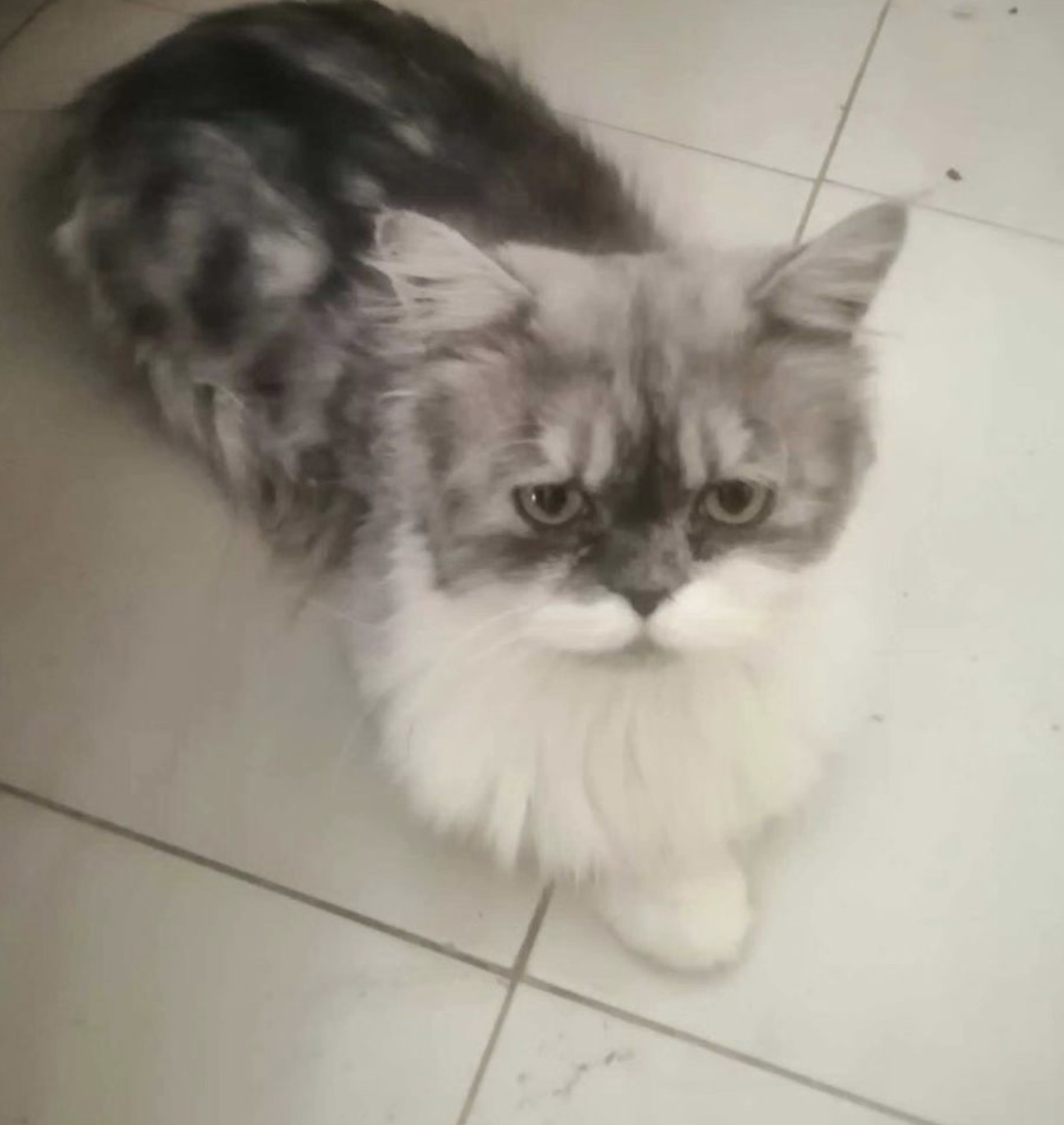 Enlarge LOKI, a Adopted mixed breed in Brampton, ON image 2/5