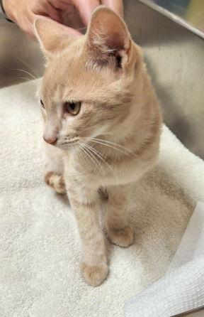 Sawyer, Adoptable, Kitten Male Tabby & Domestic Short Hair.