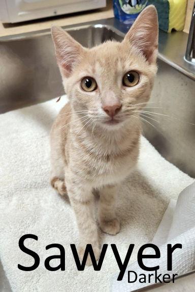 Sawyer, a Adoptable mixed breed in Mountain View, AR image 2/3