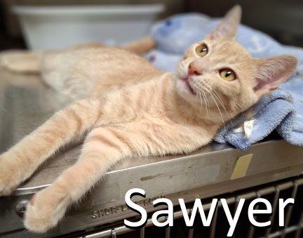 Sawyer, a Adoptable mixed breed in Mountain View, AR image 3/3