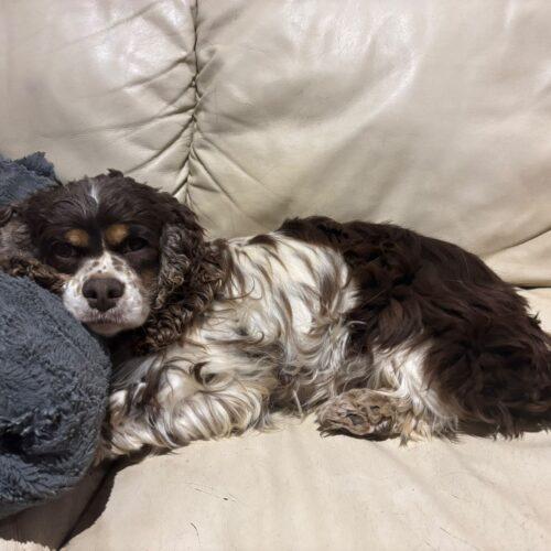 Dolly, Adoptable, Adult Female English Cocker Spaniel & Cavalier King Charles Spaniel.