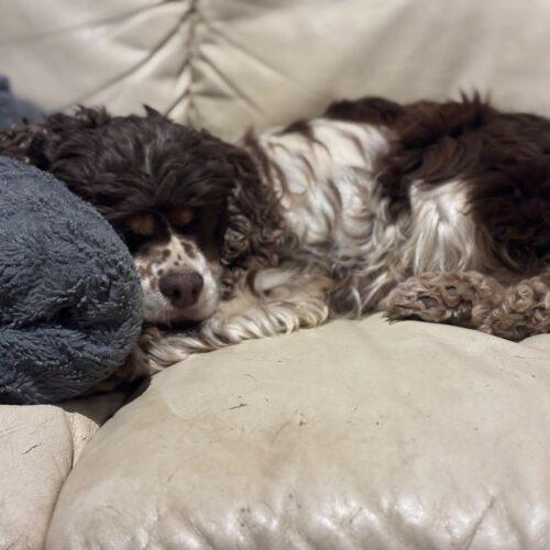 Enlarge Dolly, a Adoptable mixed breed in Vienna, ON image 2/6