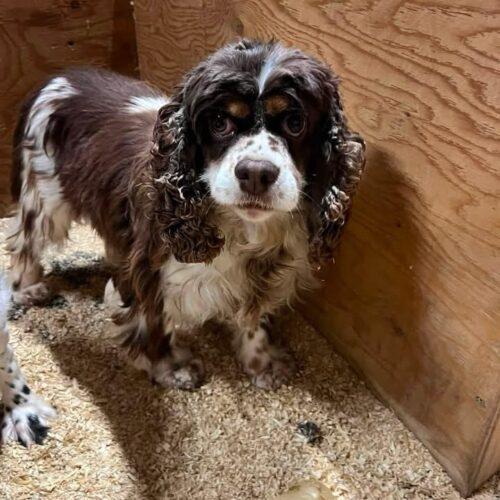 Dolly, Adoptable, Adult Female English Cocker Spaniel.